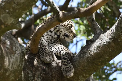 DSC_3968 (Large).JPG